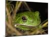 Barking Treefrog on Limb with Resurrection Fern and Spanish Moss, Florida, USA-Maresa Pryor-Mounted Photographic Print
