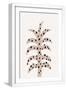 White Frame