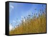 Barley against Blue Sky, East Himalayas, Tibet, China-Keren Su-Framed Stretched Canvas