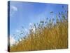 Barley against Blue Sky, East Himalayas, Tibet, China-Keren Su-Stretched Canvas