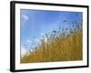 Barley against Blue Sky, East Himalayas, Tibet, China-Keren Su-Framed Photographic Print