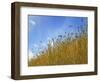 Barley against Blue Sky, East Himalayas, Tibet, China-Keren Su-Framed Photographic Print