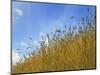 Barley against Blue Sky, East Himalayas, Tibet, China-Keren Su-Mounted Photographic Print