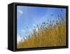 Barley against Blue Sky, East Himalayas, Tibet, China-Keren Su-Framed Stretched Canvas