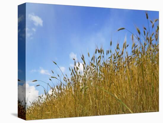 Barley against Blue Sky, East Himalayas, Tibet, China-Keren Su-Stretched Canvas