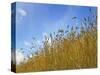 Barley against Blue Sky, East Himalayas, Tibet, China-Keren Su-Stretched Canvas