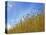 Barley against Blue Sky, East Himalayas, Tibet, China-Keren Su-Stretched Canvas