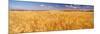 Barley crop growing on field, California, USA-null-Mounted Photographic Print