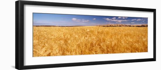 Barley crop growing on field, California, USA-null-Framed Photographic Print