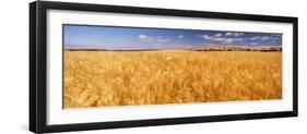 Barley crop growing on field, California, USA-null-Framed Photographic Print