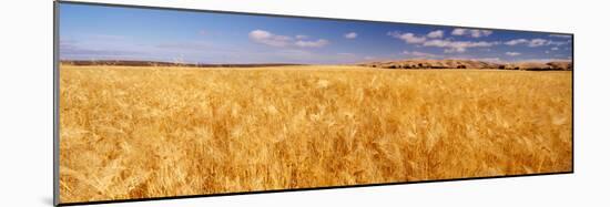 Barley crop growing on field, California, USA-null-Mounted Photographic Print