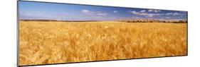 Barley crop growing on field, California, USA-null-Mounted Photographic Print