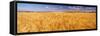 Barley crop growing on field, California, USA-null-Framed Stretched Canvas