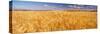 Barley crop growing on field, California, USA-null-Stretched Canvas