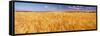 Barley crop growing on field, California, USA-null-Framed Stretched Canvas