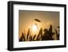 Barley Ears in the Early Morning Haze at Sunrise, Backlight, Close-Up, Mertloch, Eifel-P. Kaczynski-Framed Photographic Print