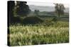 Barley Field, Haregill Lodge Farm, Ellingstring, North Yorkshire, England, UK, June-Paul Harris-Stretched Canvas