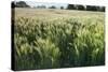 Barley Field, Haregill Lodge Farm, Ellingstring, North Yorkshire, England, UK, June-Paul Harris-Stretched Canvas