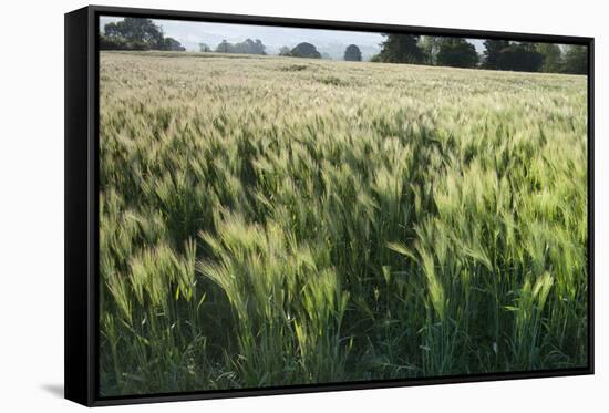 Barley Field, Haregill Lodge Farm, Ellingstring, North Yorkshire, England, UK, June-Paul Harris-Framed Stretched Canvas