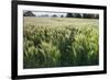Barley Field, Haregill Lodge Farm, Ellingstring, North Yorkshire, England, UK, June-Paul Harris-Framed Photographic Print