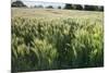 Barley Field, Haregill Lodge Farm, Ellingstring, North Yorkshire, England, UK, June-Paul Harris-Mounted Photographic Print