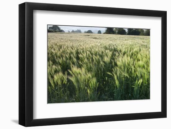 Barley Field, Haregill Lodge Farm, Ellingstring, North Yorkshire, England, UK, June-Paul Harris-Framed Photographic Print