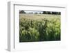 Barley Field, Haregill Lodge Farm, Ellingstring, North Yorkshire, England, UK, June-Paul Harris-Framed Photographic Print