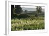 Barley Field, Haregill Lodge Farm, Ellingstring, North Yorkshire, England, UK, June-Paul Harris-Framed Photographic Print