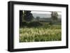 Barley Field, Haregill Lodge Farm, Ellingstring, North Yorkshire, England, UK, June-Paul Harris-Framed Photographic Print