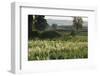 Barley Field, Haregill Lodge Farm, Ellingstring, North Yorkshire, England, UK, June-Paul Harris-Framed Photographic Print