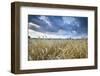 Barley Field (Hordeum vulgare L.) and clouds, near Vienna, Austria, Europe-John Guidi-Framed Photographic Print