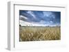 Barley Field (Hordeum vulgare L.) and clouds, near Vienna, Austria, Europe-John Guidi-Framed Photographic Print