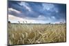 Barley Field (Hordeum vulgare L.) and clouds, near Vienna, Austria, Europe-John Guidi-Mounted Photographic Print