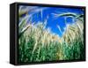 Barley Field in July, Denmark-Martin Lladó-Framed Stretched Canvas