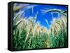 Barley Field in July, Denmark-Martin Lladó-Framed Stretched Canvas