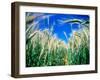 Barley Field in July, Denmark-Martin Lladó-Framed Photographic Print