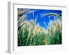 Barley Field in July, Denmark-Martin Lladó-Framed Photographic Print