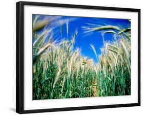 Barley Field in July, Denmark-Martin Lladó-Framed Photographic Print