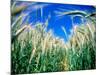 Barley Field in July, Denmark-Martin Lladó-Mounted Photographic Print