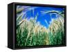 Barley Field in July, Denmark-Martin Lladó-Framed Stretched Canvas