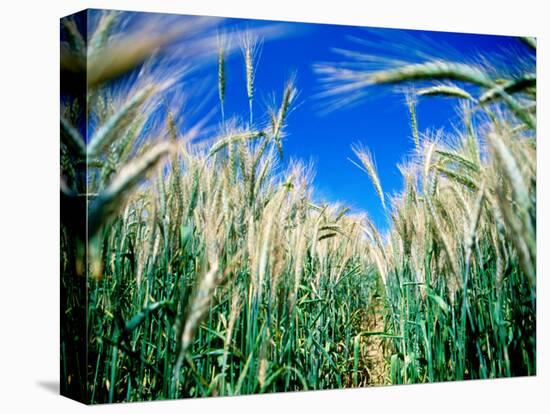 Barley Field in July, Denmark-Martin Lladó-Stretched Canvas