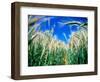 Barley Field in July, Denmark-Martin Lladó-Framed Photographic Print