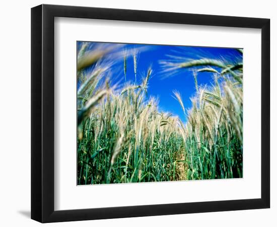 Barley Field in July, Denmark-Martin Lladó-Framed Photographic Print