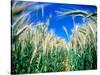 Barley Field in July, Denmark-Martin Lladó-Stretched Canvas