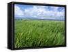 Barley Field with Blue Sky and Clouds-Anthony Harrison-Framed Stretched Canvas