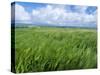 Barley Field with Blue Sky and Clouds-Anthony Harrison-Stretched Canvas