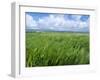 Barley Field with Blue Sky and Clouds-Anthony Harrison-Framed Photographic Print