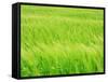 Barley Field-null-Framed Stretched Canvas