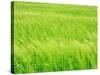 Barley Field-null-Stretched Canvas