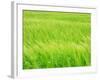 Barley Field-null-Framed Photographic Print